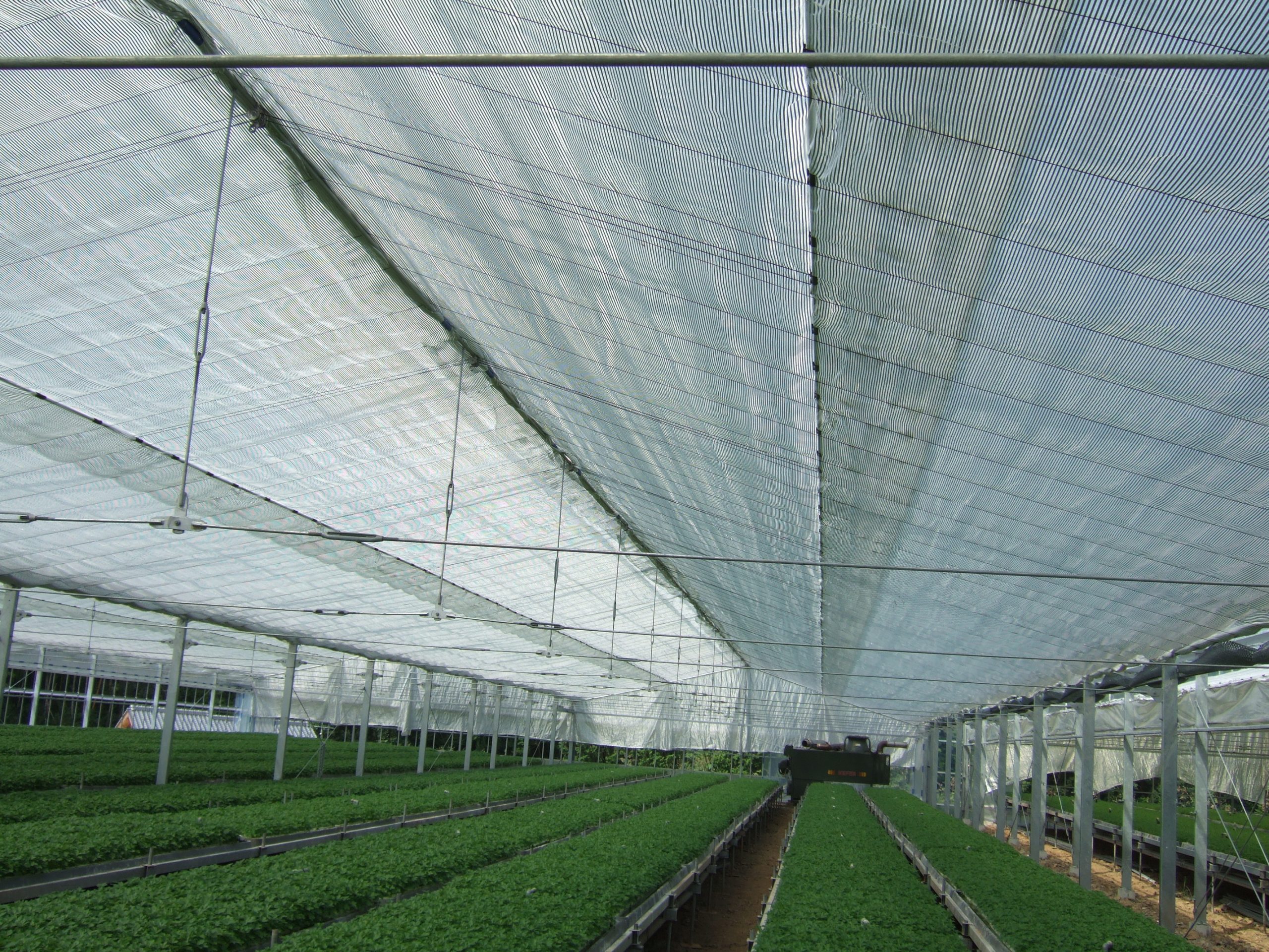 ハウス内張りカーテン テルエース ブラックW 6.9m × 30m 遮光率約99.9％ ハウス内専用 日長調整 遮光 ダイヤテックス サT 北海道配送不可 代引不可 花木 庭木の苗⁄モミジ（カエデ）：カスケードゴールド スタンダード