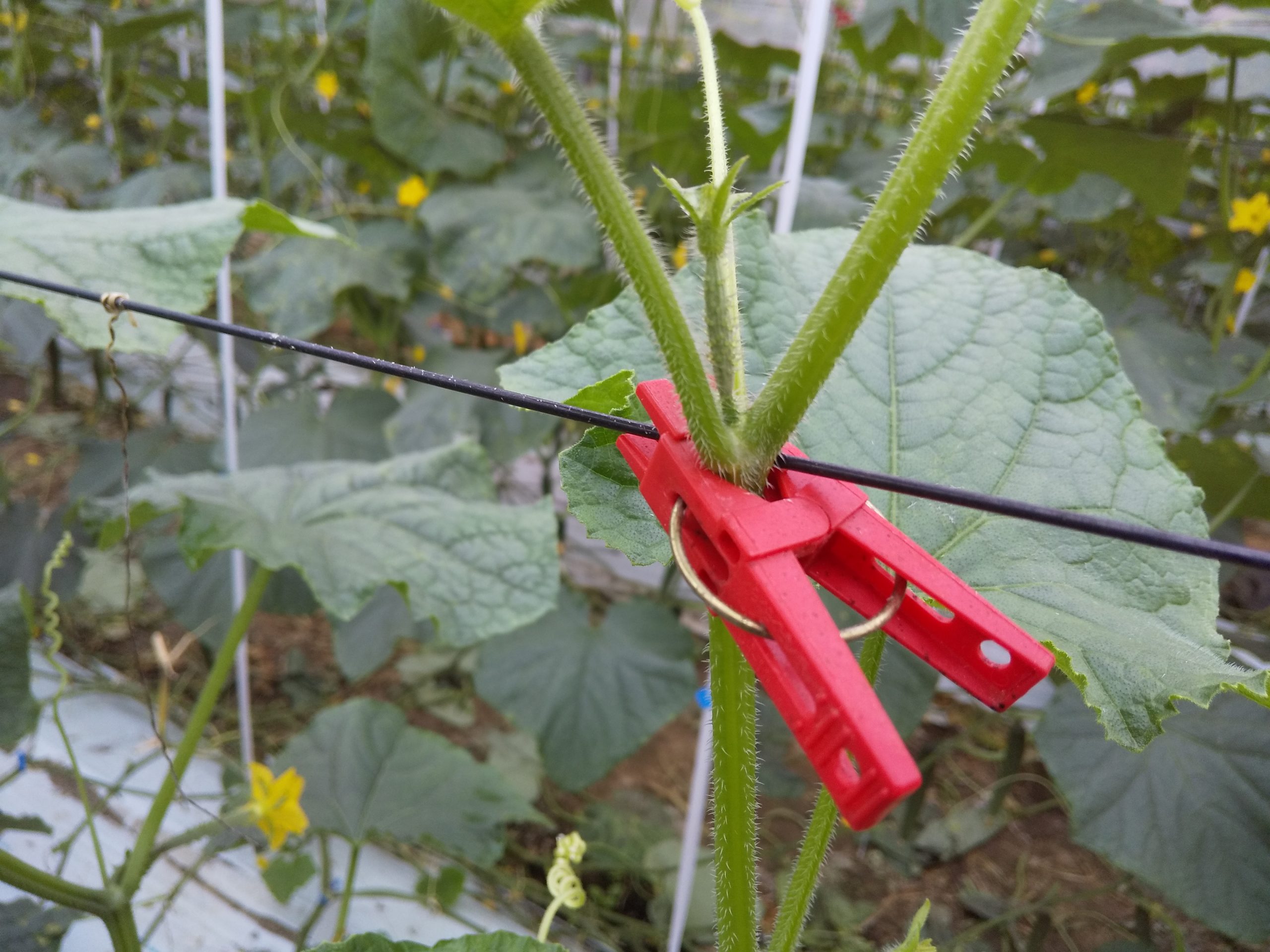 きゅうり らくらくピンチ DH-11 | 商品紹介 | タキイ農業資材オンライン