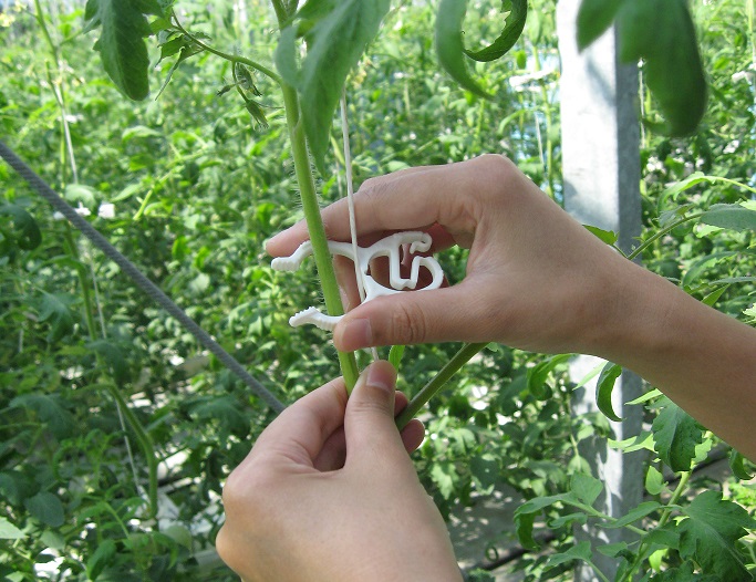 シーム トップメイト 5,000個 新品未開封農具費トマト栽培