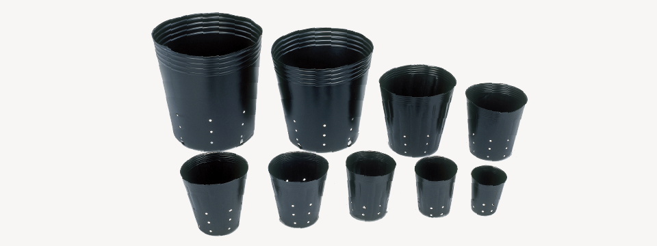 綾*鷹様 2025実生苗セットc 4センチポット 2024実生苗セットo 4センチポット 綾*鷹様 2024実生苗 セット