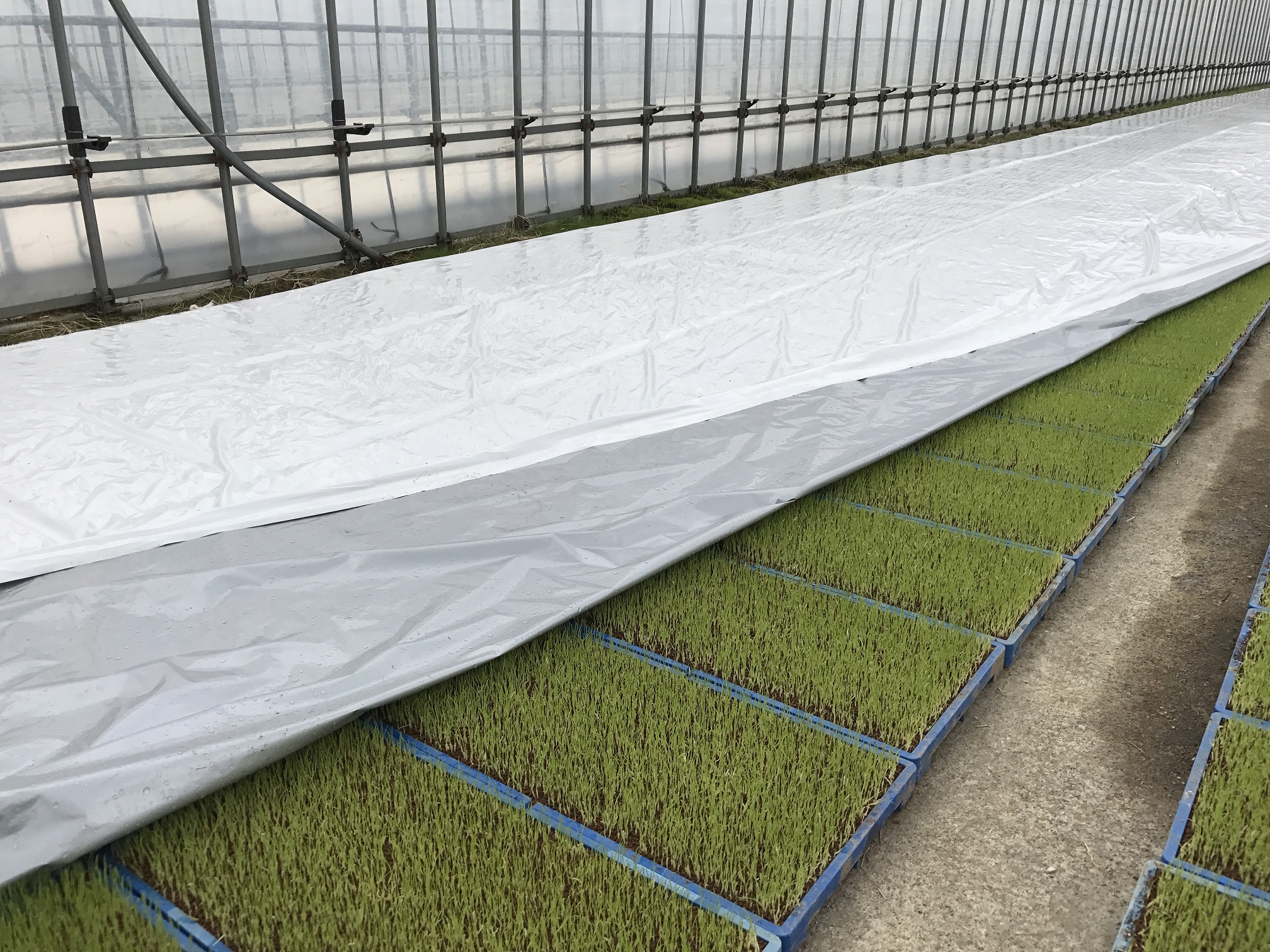 高反射育苗用シート ハイホワイトシルバー 岩谷マテリアル Iwatani 高反射育苗用シート ハイホワイトシルバー