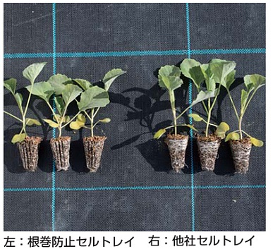 根巻防止セルトレイ 商品紹介 タキイ農業資材オンライン