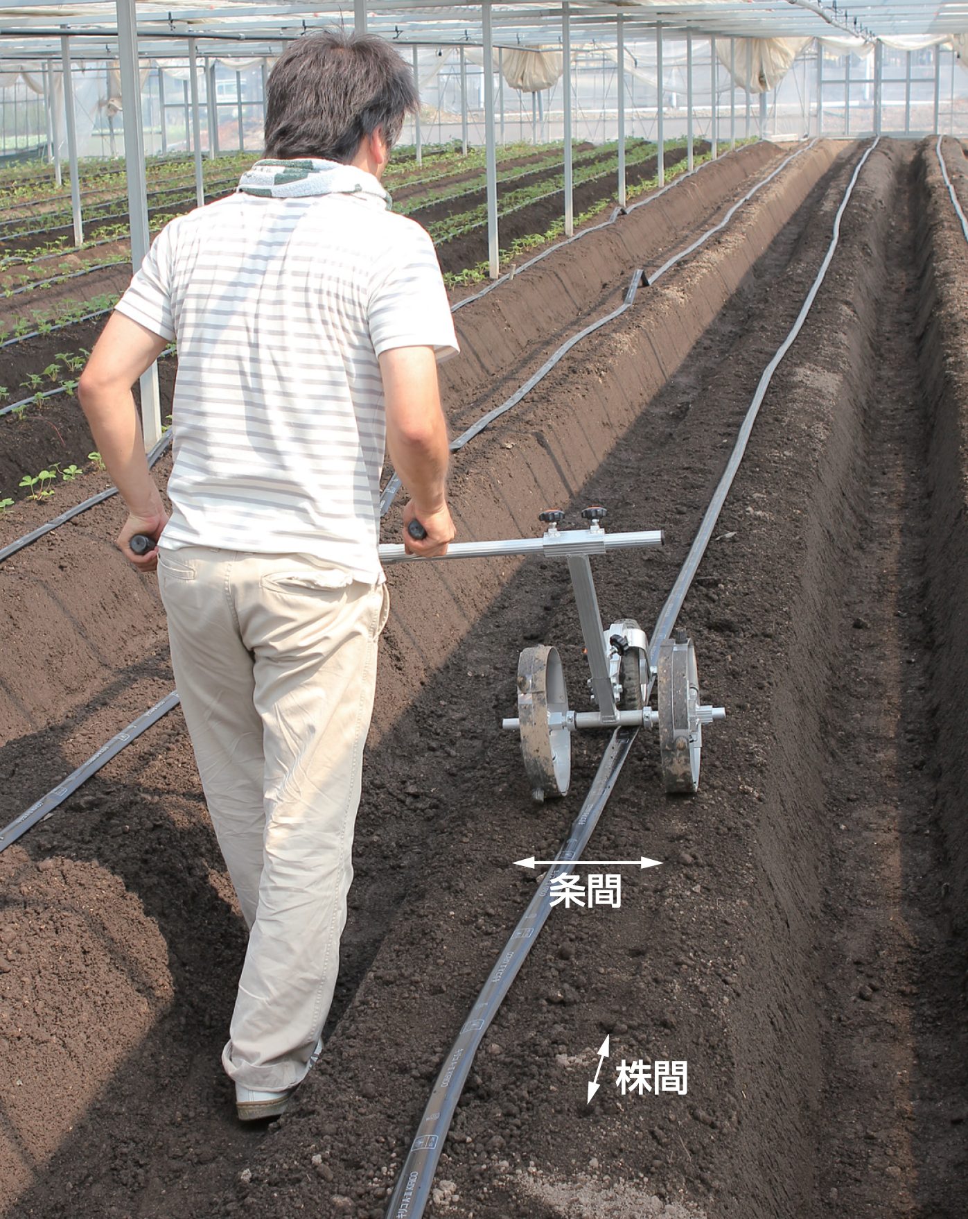 あまりんページ あまりんページ あまりん（埼園い3号） ＜ イチゴ：旬の果物百科