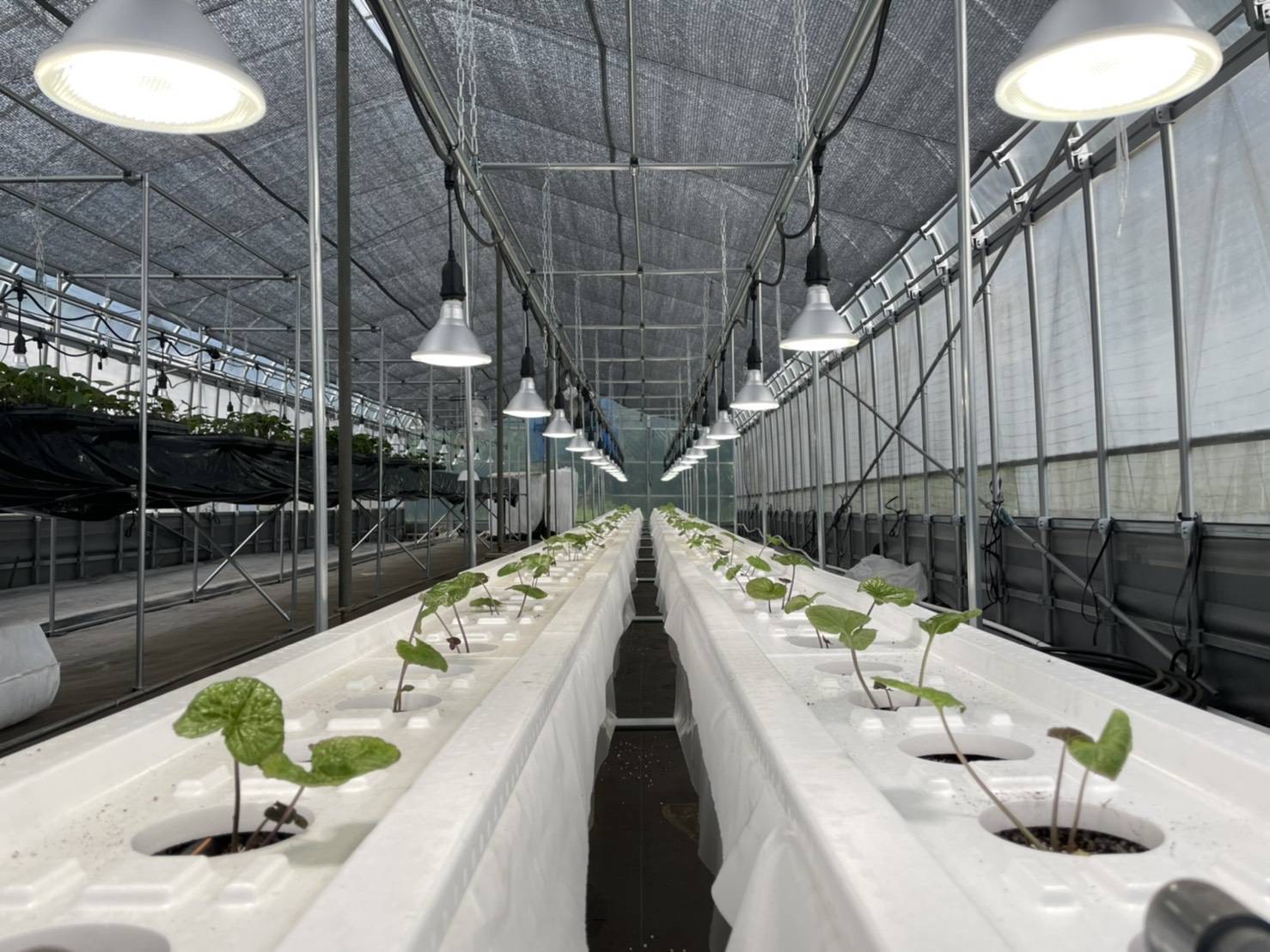 電球　グロースライト グロースライト 強光量型5000Kタイプ | 商品紹介 | タキイ農業資材