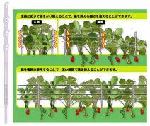 いちごろう　～いちご玉出し用資材～