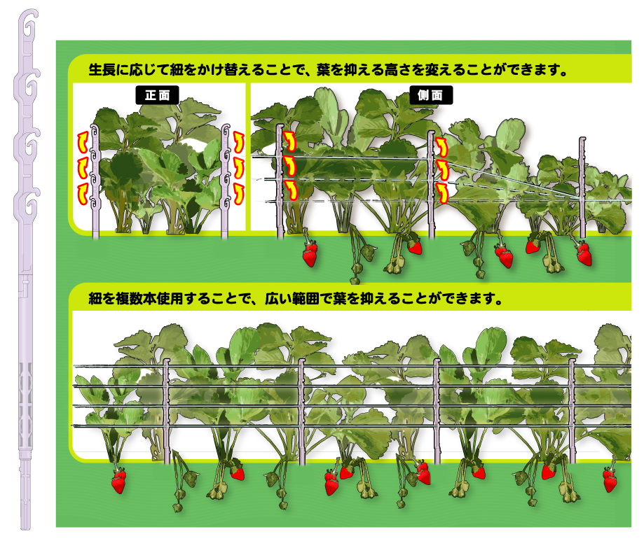 いちごろう ～いちご玉出し用資材～ | 商品紹介 | タキイ農業資材オンライン